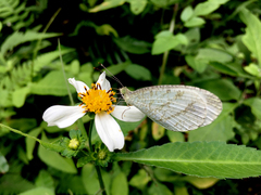 Leptosia nina niobe