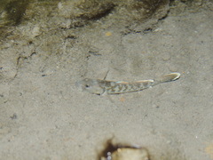 Rhinogobius rubromaculatus