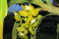 Cycnoches ventricosum