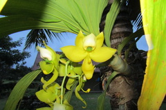 Cycnoches ventricosum
