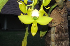 Cycnoches ventricosum