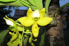 Cycnoches ventricosum