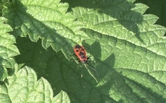 Pyrrhocoris apterus