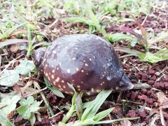 Hemisus guttatus