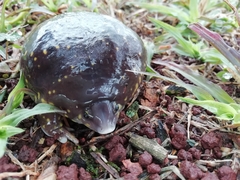 Hemisus guttatus