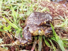 Hemisus guttatus