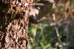 Kaniska canace nojaponicum