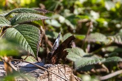 Kaniska canace nojaponicum