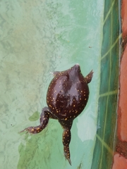 Hemisus guttatus