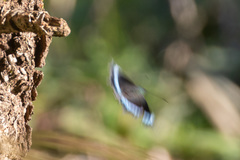 Kaniska canace nojaponicum