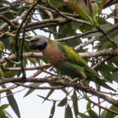 Psittacula alexandri fasciata