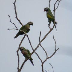 Psittacula alexandri fasciata