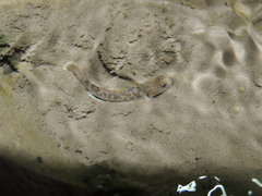 Rhinogobius rubromaculatus