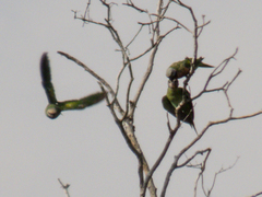 Psittacula alexandri fasciata