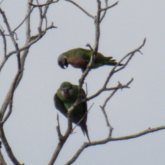 Psittacula alexandri fasciata