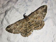 Peribatodes rhomboidaria