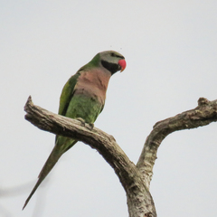 Psittacula alexandri fasciata