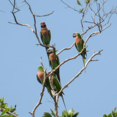 Psittacula alexandri fasciata