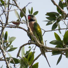 Psittacula alexandri fasciata