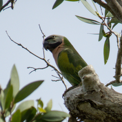 Psittacula alexandri fasciata