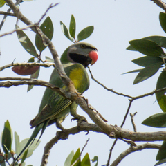 Psittacula alexandri fasciata