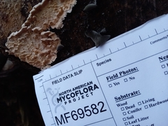 Steccherinum bourdotii