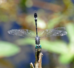 Micrathyria catenata