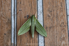 Cechetra subangustata