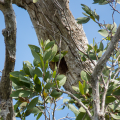Psittacula alexandri fasciata