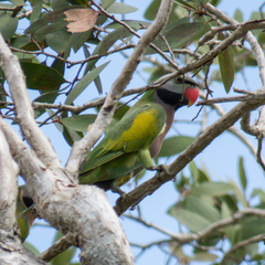 Psittacula alexandri fasciata