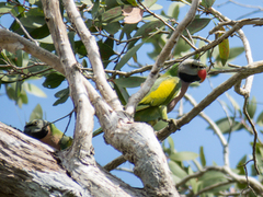 Psittacula alexandri fasciata