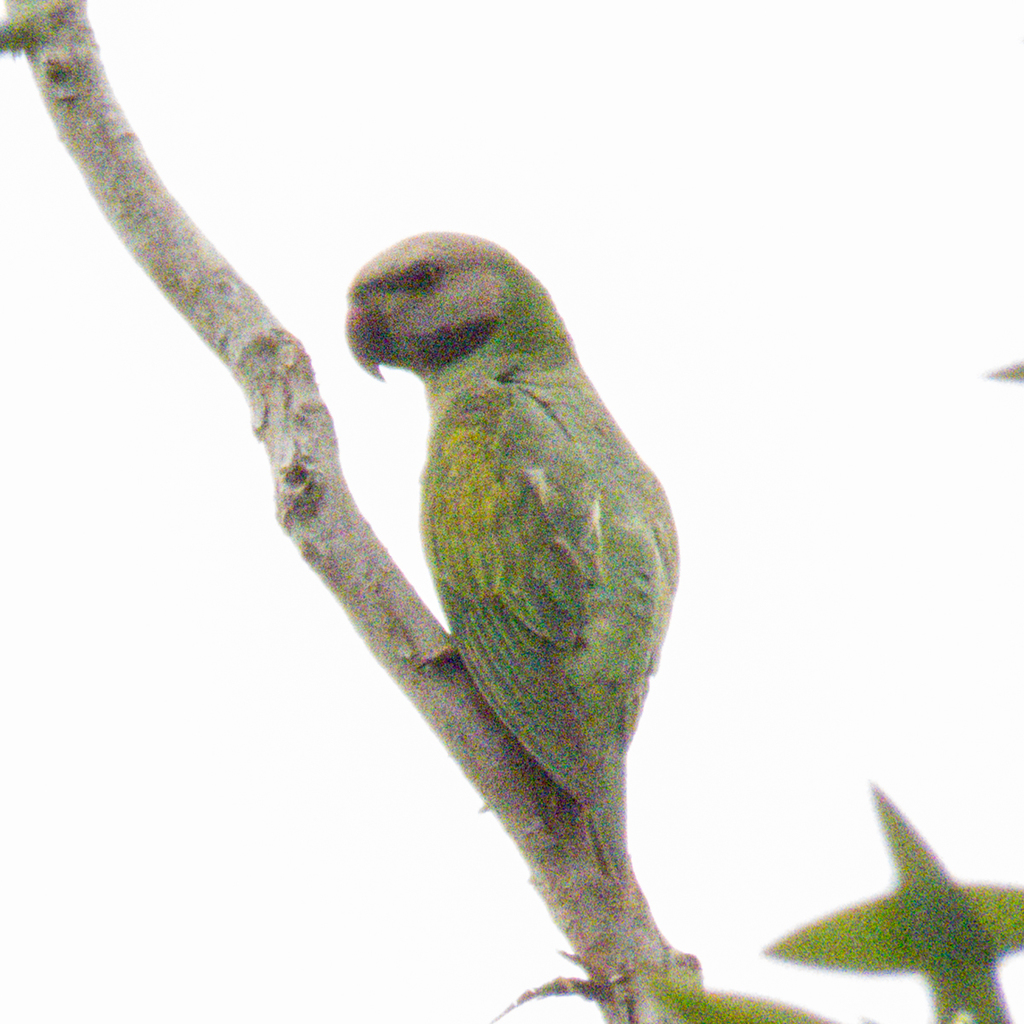 Red-breasted Parakeet