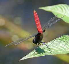 Planiplax phoenicura