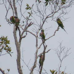 Psittacula alexandri fasciata