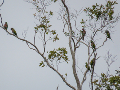 Psittacula alexandri fasciata