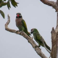 Psittacula alexandri fasciata