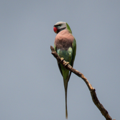 Psittacula alexandri fasciata