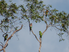 Psittacula alexandri fasciata