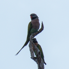 Psittacula alexandri fasciata