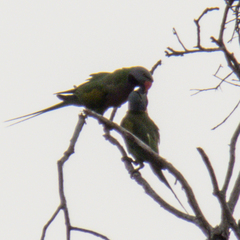 Psittacula alexandri fasciata