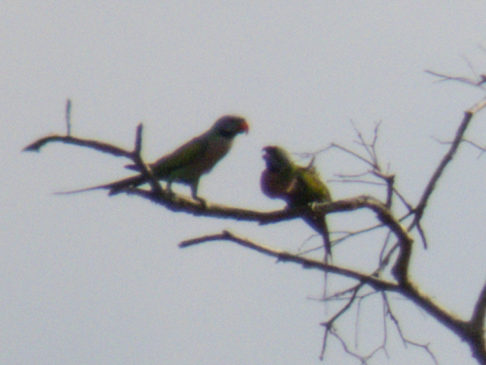 Red-breasted Parakeet