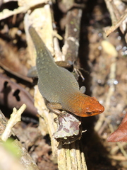 Eutropis rugifera