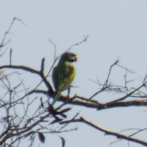 Red-breasted Parakeet