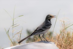 Motacilla cinerea