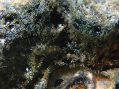Helcogramma decurrens