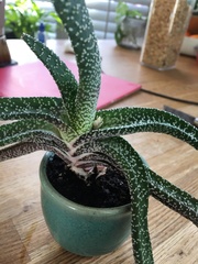 Aloe albiflora