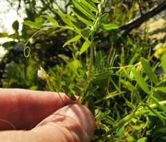 Vicia lens