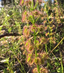 Drosera porrecta