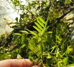 Vicia lens