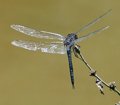 Tramea binotata